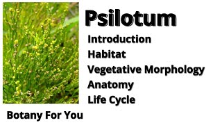 What is Psilotum Introduction habitat vegetative Morphology anatomy and Life cycle [upl. by Ettenrahc153]