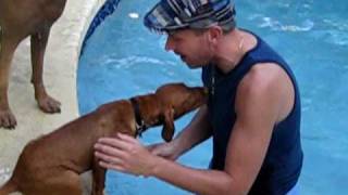 Our Vizsla puppy Rugbys first swimAVI [upl. by Zenitram]