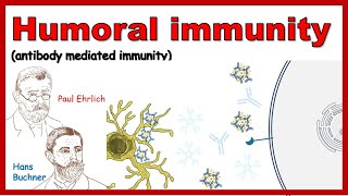 Humoral immune response Antibody mediated immunity [upl. by Euginom832]