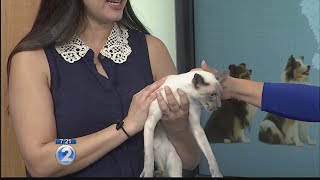 Learn more about the unique Siamese cat breed [upl. by Ginelle536]