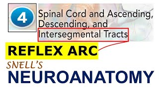 Chp4 REFLEX ARC  Intersegmental Tracts  NeuroAnatomy  Snells NeuroAnatomy [upl. by Georgina]