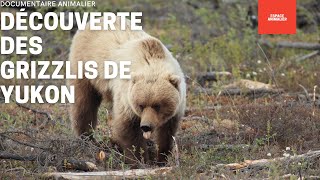 DOCUMENTAIRE ANIMALIER  DÉCOUVERTE DES GRIZZLIS DE YUKON  REPORTAGE COMPLET [upl. by Eissej]