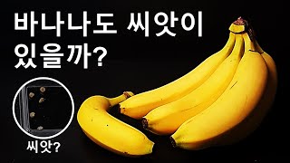 바나나도 씨앗이 있을까｜바나나 씨앗이 존재할까｜6종류의 바나나 씨앗｜바나나 씨앗이 발아할 수 있을까｜Plant information 3 Banana and Seed [upl. by Petua532]