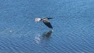 Anhinga in Flight [upl. by Onoitna]