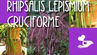 Rhipsalis Lepismium Cruciforme my care amp easy propagation [upl. by Hike]