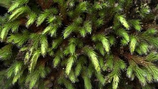 Rock spikemoss  Selaginella rupestris [upl. by Alf]