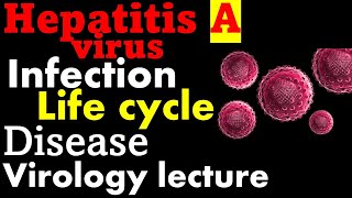 Hepatitis a virus [upl. by Teevens]