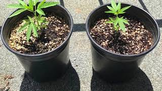 Medicinal Cannabis Grow time lapse outdoor Sativa [upl. by Harmony]