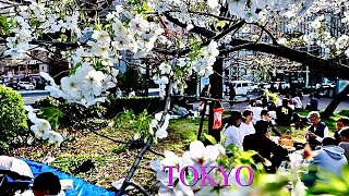 Tokyo cherry blossom Update  Cherry blossom start bloom on April in Tokyo  explorejapan japan [upl. by Eisiam36]