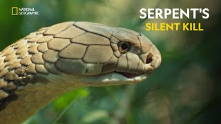 Serpents Silent Kill  Worlds Deadliest Snakes  हिंदी  Full Episode  S1  E1  Nat Geo [upl. by Lzeil]