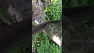 Cutting the tree 💕💕💕😍🌲 shorts foryou nature bushcraft firewood fyp viral viralvideos [upl. by Yenahc]