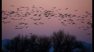 Sandhill cranes take flight at Wings over Willcox [upl. by Nnairak]