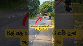 මුලු පාරම වහගෙන ඉන්න වල් අලි සද්දන්තයාගේ වැඩ🫣shorts shortvideo elephant attack tiktok youtube [upl. by Carilla146]