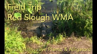 Field Trip to Red Slough  Wetlands Invasive Plants and Alligators  August 2021 [upl. by Channing]