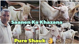 Biggest Saanen Goats Collection In Mumbra  SM Goat Farm Khardi Gaon [upl. by Thayer]