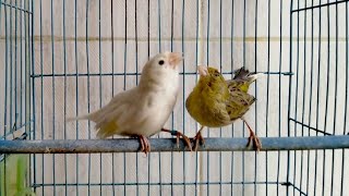 canary breeding  EXPERIMENT on the canary😲😳😰part 1  how to breed canary  singing canary pairing [upl. by Esirtal]