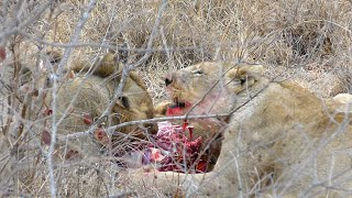 Karongwe Private Game Reserve Lions Devour a Kudu [upl. by Aridan]