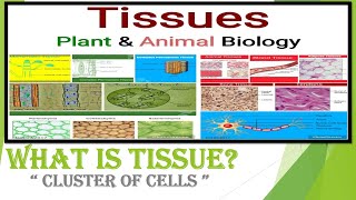 Tissues Class 9 Biology Full Chapter [upl. by Malcolm]