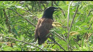 1130728 The lesser coucal was found at HsiTsu suburb [upl. by Meill686]