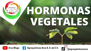 Funciones de las Hormonas Vegetales [upl. by Ettelra]