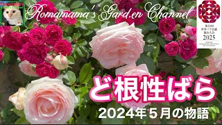 【ど根性ばら】4cmの隙間に植えたバラの壁 つるばら ばら [upl. by Eanwahs533]