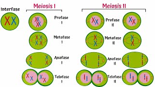 Meiosis Paso a Paso [upl. by Cid620]