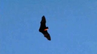 Slow Motion Bats Flying at Dusk 300fps Casio EXF1 V13221 [upl. by Towney]