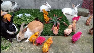 Catch Millions Cute Giant Chickens Giant Colorful Chickens Cats Rabbits Ducks Cute Animals [upl. by Quartet]