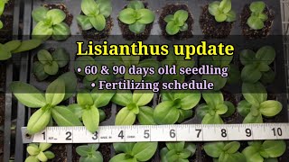 LISIANTHUS update 2022  Fertilizing schedule [upl. by Rodama]