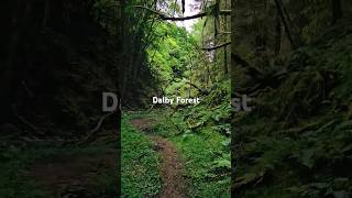 Dalby Forest forest walk sunday [upl. by Eiramik]