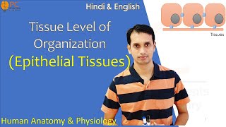 Tissue Level of Organization Part 1 Epithelial Tissue  Human Anatomy and Physiology [upl. by Gnart794]