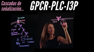 Señalización II GPCR  PLC  I3P [upl. by Eirehs283]