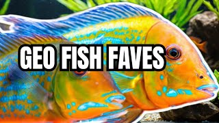 The 7 Most Popular Geophagus Fish And Their Unique Traits [upl. by Alano]