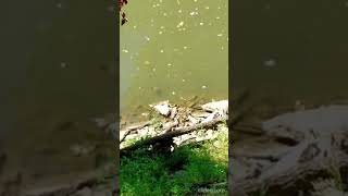 Video Turtling Large Turtle swimming to amp climbing onto a boulder at the Harpeth River TN USA 🎶 [upl. by Sinnal108]