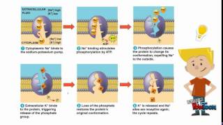 Electrogenic Pump NaK Pump amp Proton pump [upl. by Eilyah15]