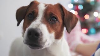 Dogtopia shares some potential dangers for your pets this holiday season [upl. by Wells]