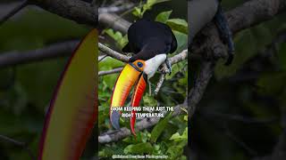 Meet the Amazing Toucan Birds [upl. by Leonard437]