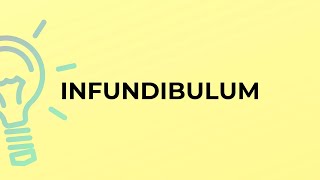 What is the meaning of the word INFUNDIBULUM [upl. by Aderf590]