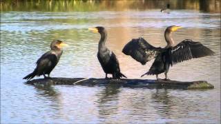 Double crested Cormorant [upl. by Ainnet]