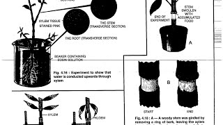 ICSECLASS10thBIOLOGY ABSORPTION BY ROOTS EXPLANATION IN MALAYALAM AND ENGLISH [upl. by Eadwina]