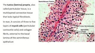 An InDepth Look at Seminiferous Tubule Histology [upl. by Scribner]