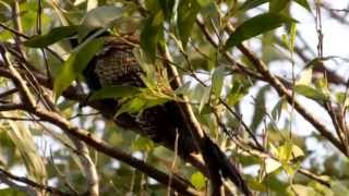 Pheasant Coucal Call birds birdsounds [upl. by Anelas]