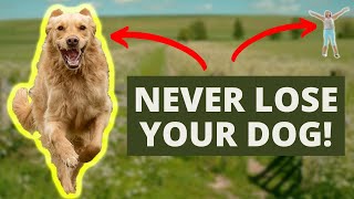 How To Achieve Amazing Recall Dog Training [upl. by Acirretal823]