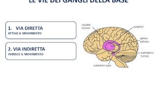 26 I gangli della base [upl. by Alene]