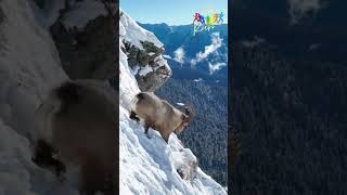 Unbelievable Mountain Goats Challenge Gravity [upl. by Licna686]