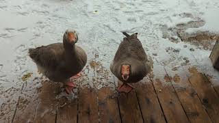 Toulouse Geese and Embden Goose Begging For Lettuce 🤣 [upl. by Ailet]