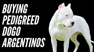 BUYING DOGO ARGENTINO DOGS  HOW MUCH SHOULD I SPEND [upl. by Depoliti827]