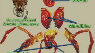 Cockroach dissection  Digestive system [upl. by Eninotna]