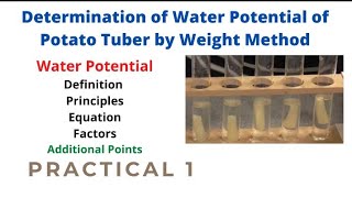 Determination of Water Potential of Potato Tuber by Weight Method  Part 1  Bot 701  Botany [upl. by Marena]