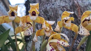 Maxillaria picta orquídea nativa da mata atlântica [upl. by Bee]